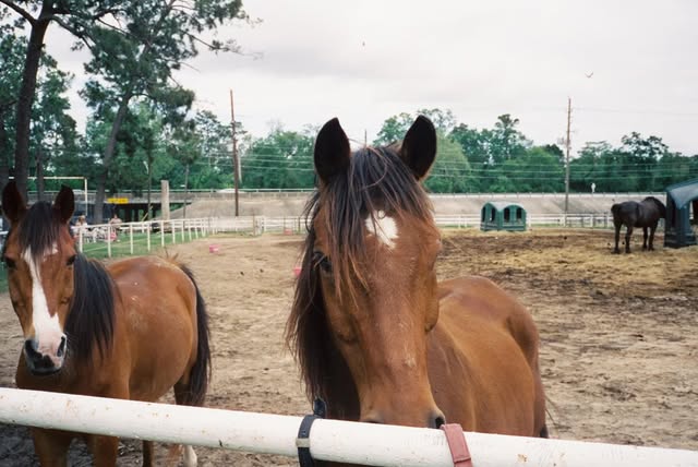 Horses at a ranch, April 2026